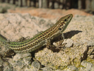 The Ibiza wall lizard (Podarcis pityusensis) - close up of lizard on rocks shedding her skin, Ibiza, Spain