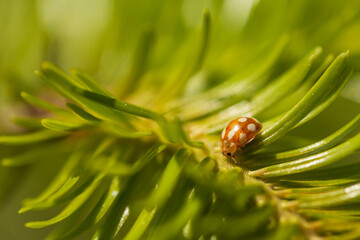 ladybug on green leaf