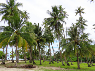 Fototapeta premium Beach and palm tree views around the island of Moorea, French Polynesia.