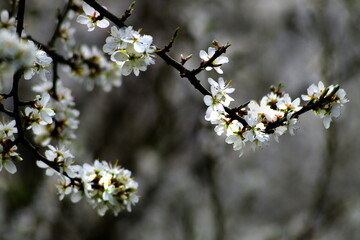 Thorn tree blossom