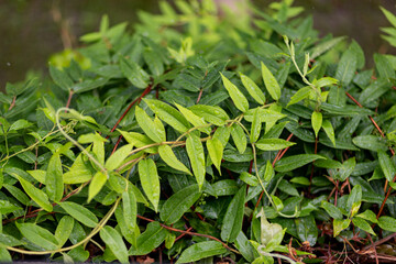 Green leafs from the top during rain