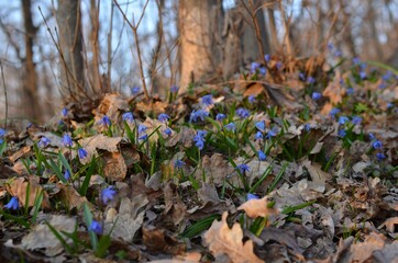 spring in the forest