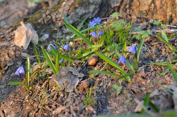 Fototapeta premium frog on the grass