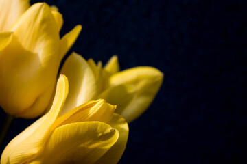yellow tulips on a dark background