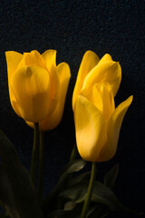 yellow tulips on a dark background
