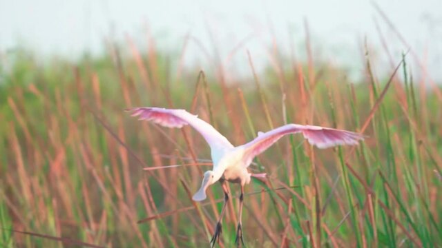 roseate spoonbill flying and landing in slow motion at everglades swamp