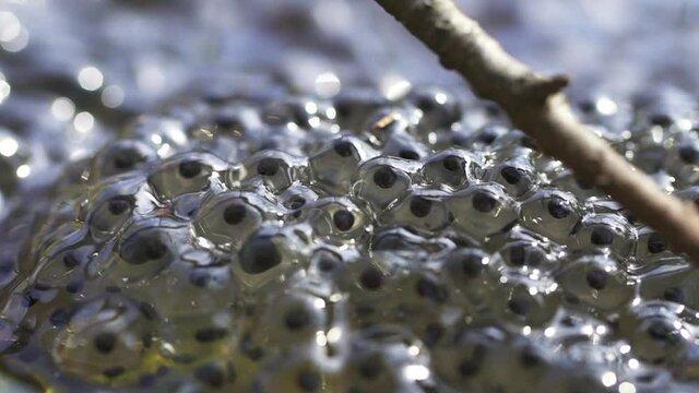 Frog roe in a spring forest pond with branch Spbd. caviar fertilized egg in water. environment, underwater, isolated concept. embryo of animal amphibia in lake.