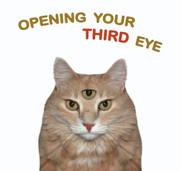 The ginger cat has got three eyes. Open your third eye. White background. Isolated.