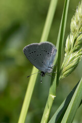 A Small Blue Butterfly sitting in the grass.