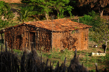 Traditional Brazilian Pau a Pique home, handmade clay house, with mud and tree trunks, sticks, wood.  Typical of outskirts hinterlands, poverty area afected by drought, farmland. Ceará.