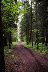 green coniferous forest general plan