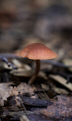 mushrooms in the rain on a green background