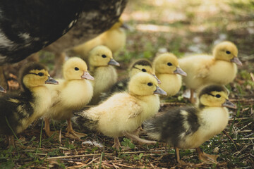 crowd of walking ducklings