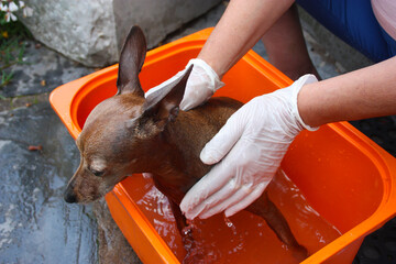 a brown pinscher dog breed to wash in an orange tub