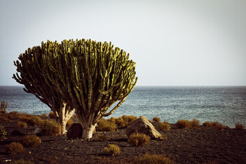 Fototapeta na wymiar Succulents in Costa Teguise