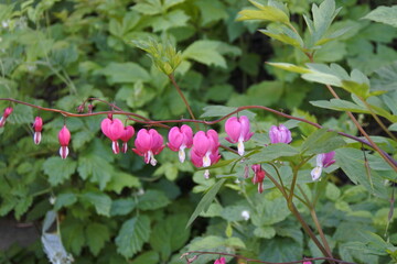Tr&auml;nendes Herz - Ungl&uuml;ckliche Liebe
