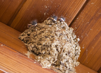 nest of swallows with chicks under a wooden roof