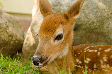 Closeup of fawn resting in grass in front of a stone