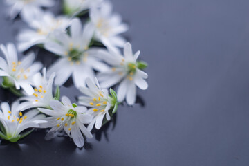 white flowers float in water on a black background