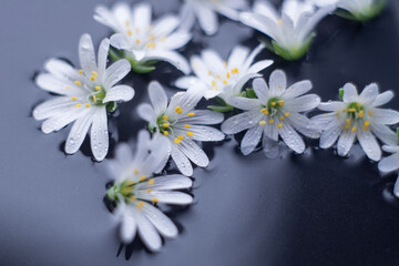 white flowers float in water on a black background