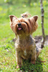 Beautiful furry Yorkie with his tongue sticking out sit on the grass in the park, head look up