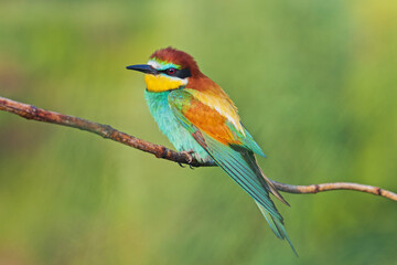 beautiful bird sits on a branch against the background of nature