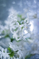 white lilac flower on a silver background