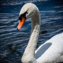 Portrait d'un cygne