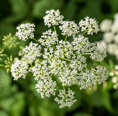 Queen Anne's Lace in Summer Wildflower Garden