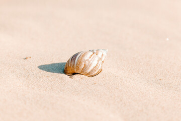 shell sand