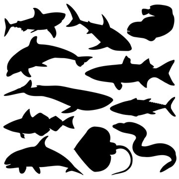 Set of sea fish. Shark, albula, dolphin, catfish, toothed fish, killer whale, mullet, whale, moray eel, haddock, stingray, tuna. Vector image.