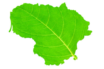Map of Lithuania in green leaf texture on a white isolated background. Ecology, climate concept. 3d illustration.