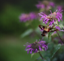 hummingbird moth and cone flower