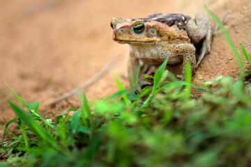 Frog standing on clay cracked ground. Cane Toad (Rhinella diptycha), specie also known as cururu in Brazil and South America, Cope's, Schneider's toad, Rococo toad.