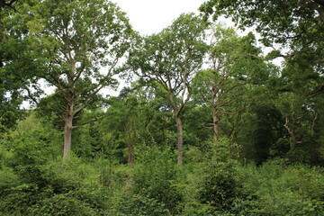 trees in the forest