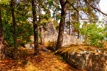 Among the tress in the forest of Sweden in summer