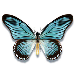 Giant blue swallowtail named Papilio zalmoxis with fluorescent blue wings and black stripes from Africa