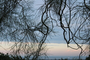 tree in the sky