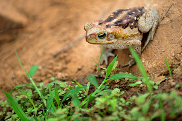 Frog standing on clay cracked ground. Cane Toad (Rhinella diptycha), specie also known as cururu in Brazil and South America, Cope's, Schneider's toad, Rococo toad.