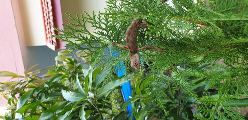 GREEN LIZARD