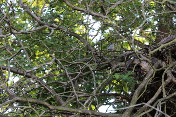 tree branches with leaves