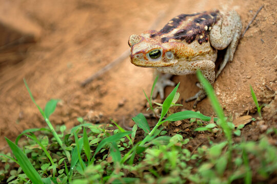 Frog Standing On Clay Cracked Ground. Cane Toad (Rhinella Diptycha), Specie Also Known As Cururu In Brazil And South America, Cope's, Schneider's Toad, Rococo Toad.