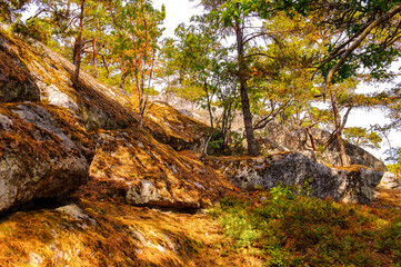 Stones and trees in the forest of Sigtuna, Sweden