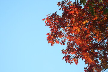 Leaves and Sky