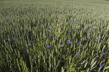 Weizen im &Uuml;berfluss - Kornblumen