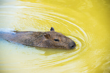 It's Capybara (Hydrochoerus hydrochaeris), the largest rodent in
