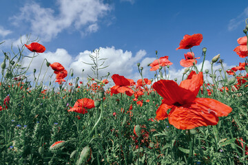 Red poppies and blue sky. Beautiful rural background. Selective focus. Wide angle view. 