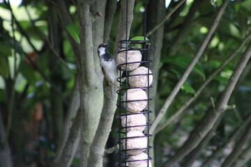 bird on birdfeeder