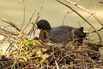 Blässhuhnmutter mit Küken im Nest