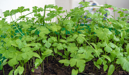 young and fresh herbs with dew drops. Green parsley with drops on the leaves. Wet parsley.